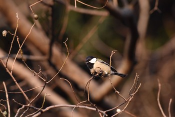 2017年12月16日(土) 小石川植物園の野鳥観察記録