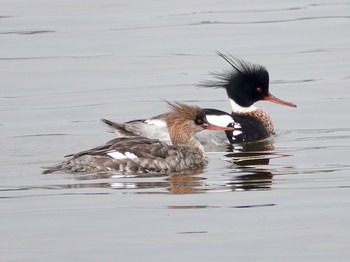 ウミアイサ 兵庫県西宮市 2019年3月17日(日)