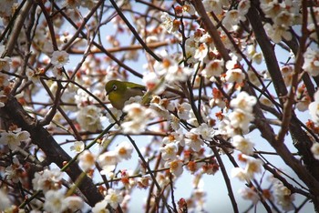 Warbling White-eye 八王子市 Sat, 3/9/2019