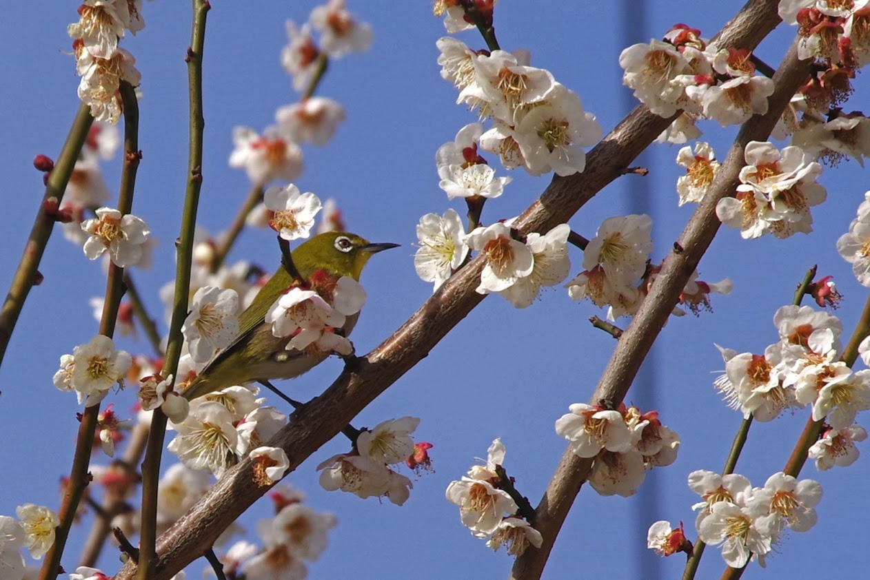 Photo of Warbling White-eye at 八王子市 by SPR