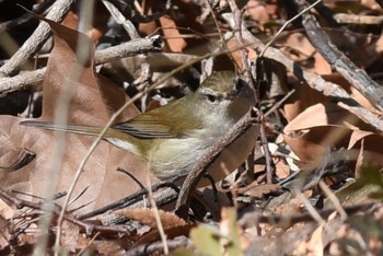 Eastern Crowned Warbler Shinjuku Gyoen National Garden Sun, 2/24/2019