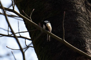 Japanese Tit Shinjuku Gyoen National Garden Sun, 2/24/2019