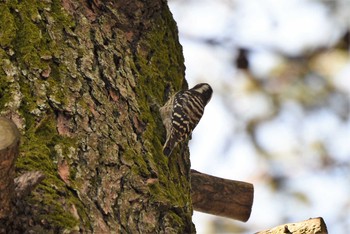 Japanese Pygmy Woodpecker Shinjuku Gyoen National Garden Sat, 3/2/2019