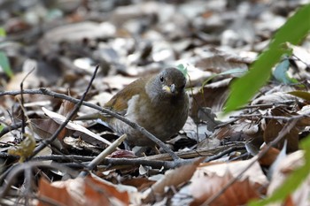 Pale Thrush Shinjuku Gyoen National Garden Sat, 3/2/2019