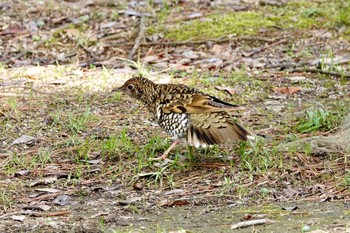 トラツグミ 場所が不明 2019年3月20日(水)