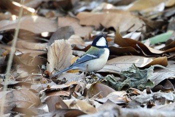 Japanese Tit Shinjuku Gyoen National Garden Sat, 3/9/2019