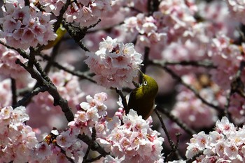 Warbling White-eye Shinjuku Gyoen National Garden Sat, 3/9/2019