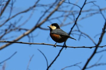 Varied Tit Shinjuku Gyoen National Garden Sat, 3/9/2019