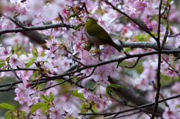 Warbling White-eye 多摩森林科学園 Sun, 3/10/2019