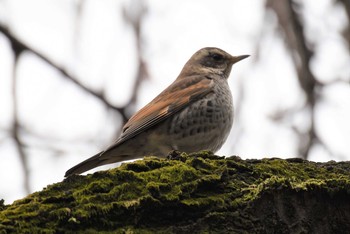 Dusky Thrush Shinjuku Gyoen National Garden Sat, 3/16/2019