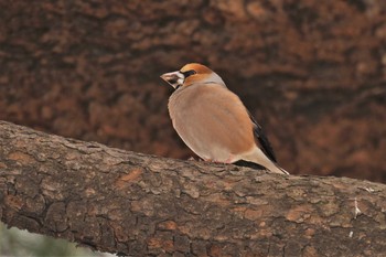 Hawfinch Shinjuku Gyoen National Garden Sat, 3/16/2019