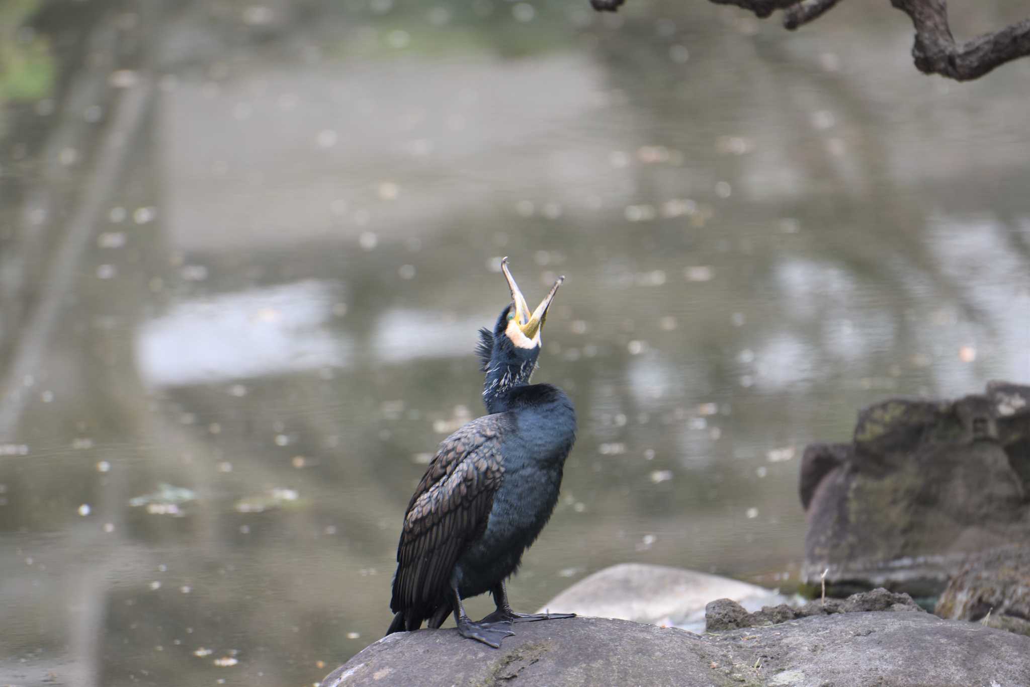 新宿御苑 カワウの写真 by もちもちもっち～@ニッポン城めぐり中