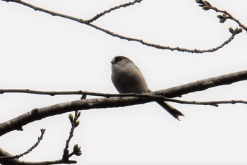 Long-tailed Tit 多摩森林科学園 Sun, 3/17/2019