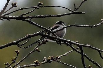 Long-tailed Tit 多摩森林科学園 Sun, 3/17/2019