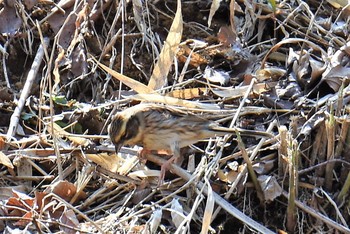 Olive-backed Pipit 多摩森林科学園 Sun, 3/17/2019