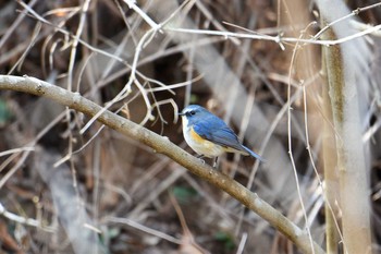 Red-flanked Bluetail 多摩森林科学園 Sun, 3/17/2019