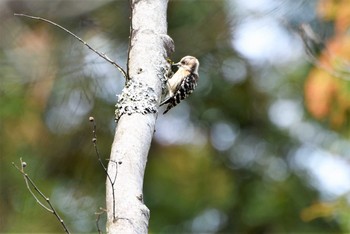 Japanese Pygmy Woodpecker 多摩森林科学園 Sun, 3/17/2019