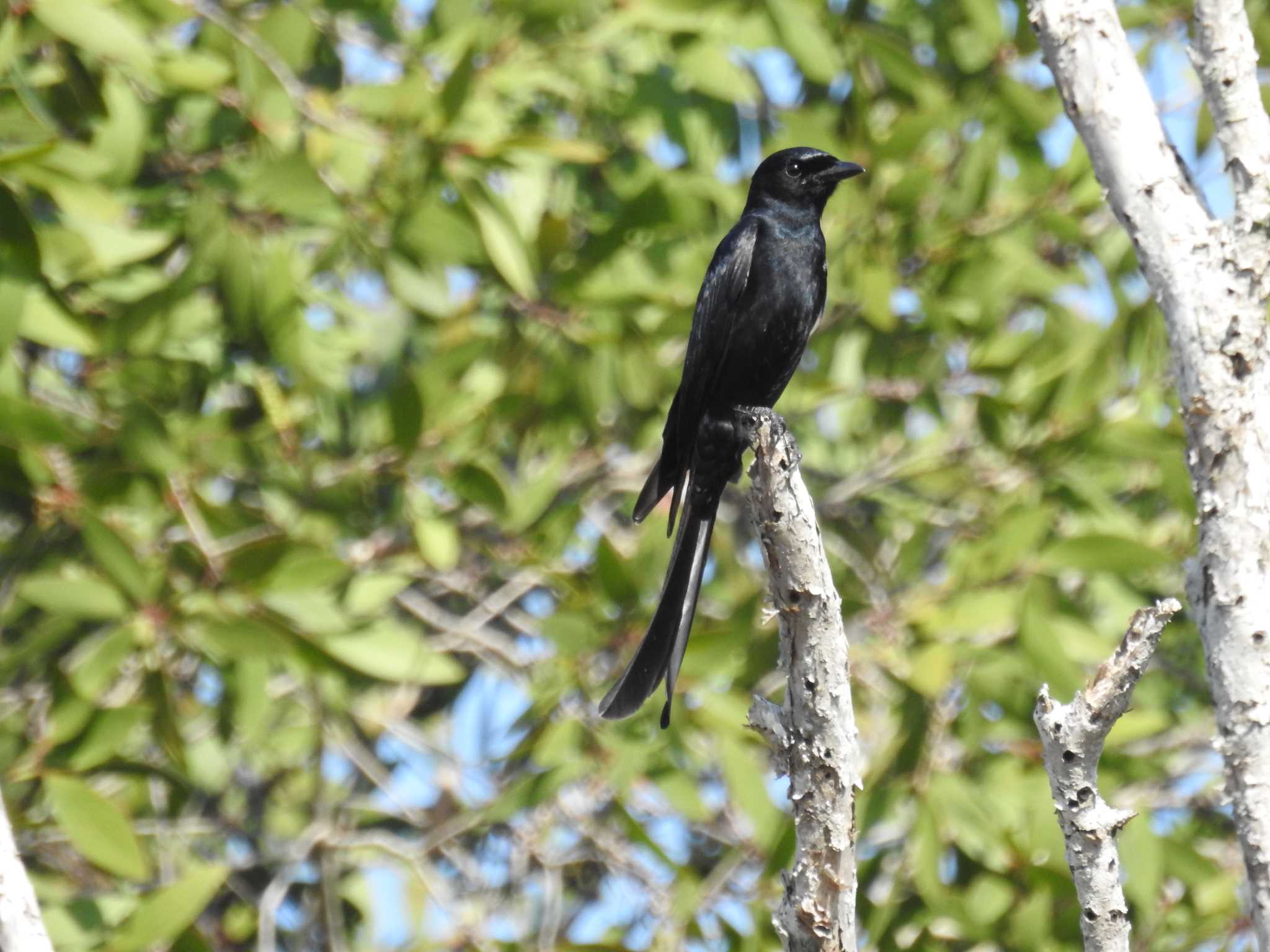 Black Drongo