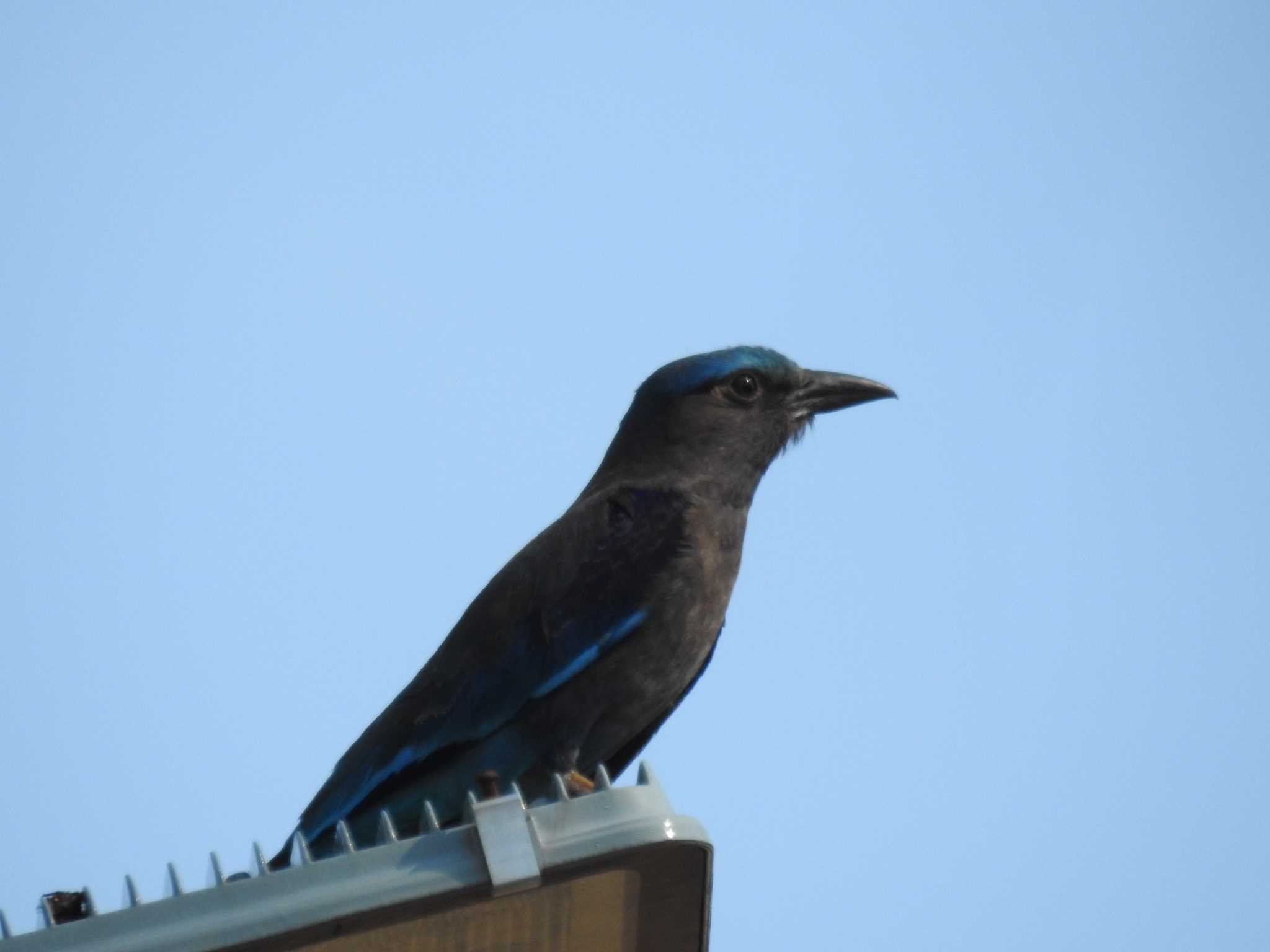 Photo of Indian Roller at タイ南部 by でみこ