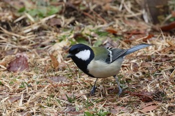 シジュウカラ 北海道 函館市 見晴公園 2019年3月20日(水)