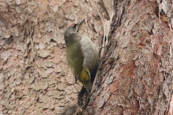 Grey-headed Woodpecker Miharashi Park(Hakodate) Wed, 3/20/2019