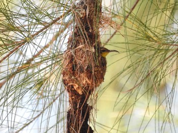 Crimson Sunbird タイ南部 Tue, 2/26/2019