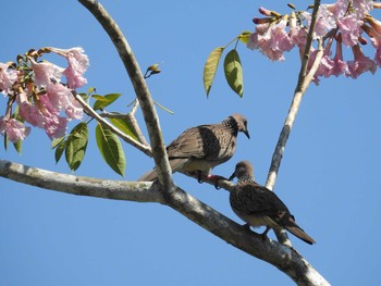 Spotted Dove タイ南部 Tue, 2/26/2019