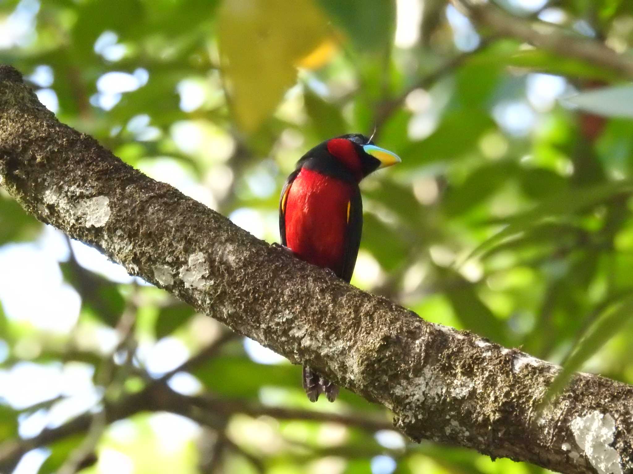 Photo of Black-and-red Broadbill at タイ南部 by でみこ