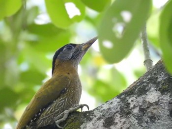 Laced Woodpecker