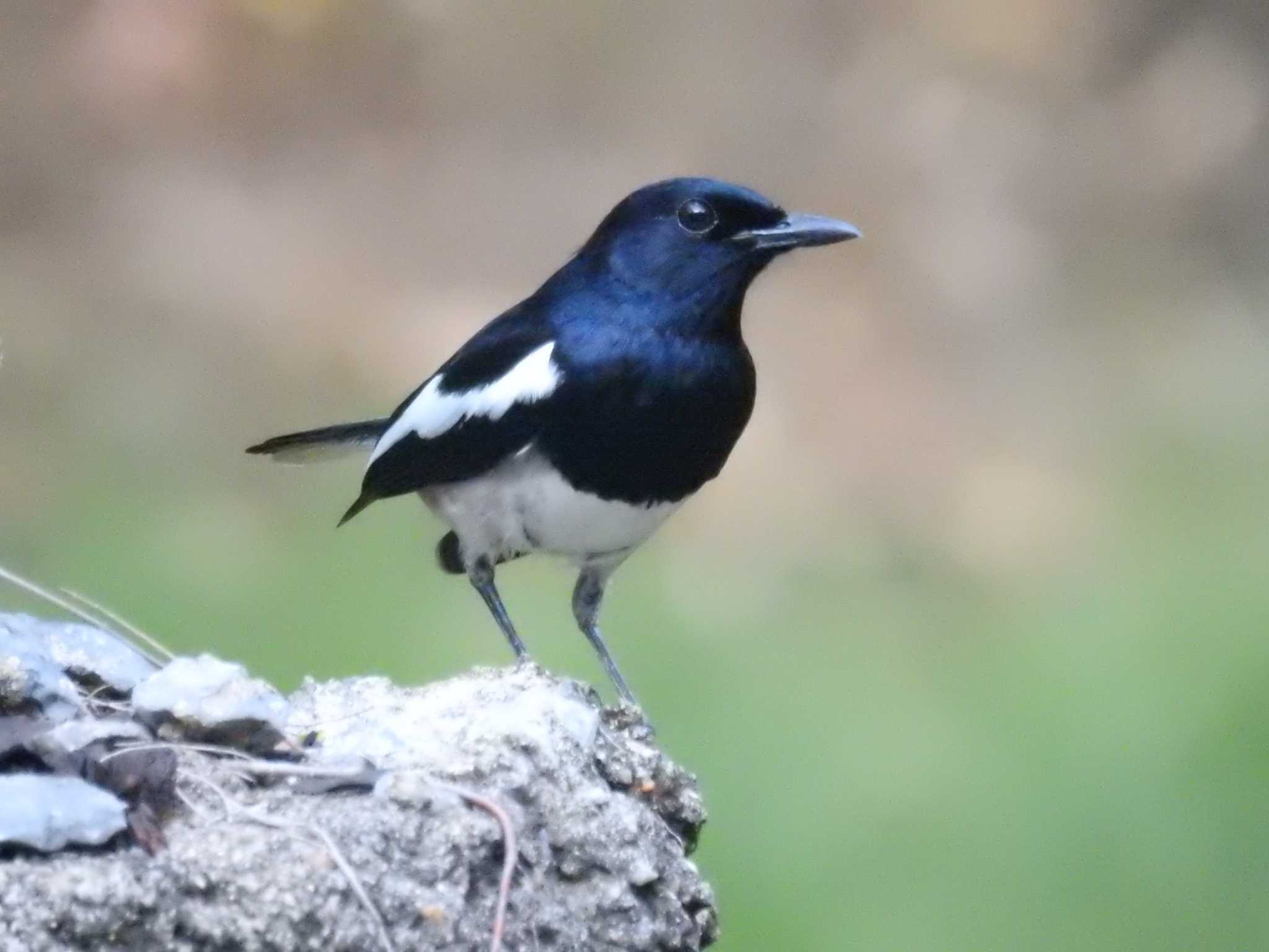 Photo of Oriental Magpie-Robin at タイ南部 by でみこ