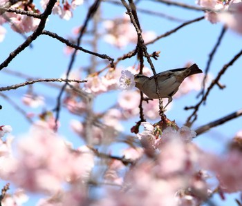 ニュウナイスズメ 鴻巣市 2019年3月20日(水)