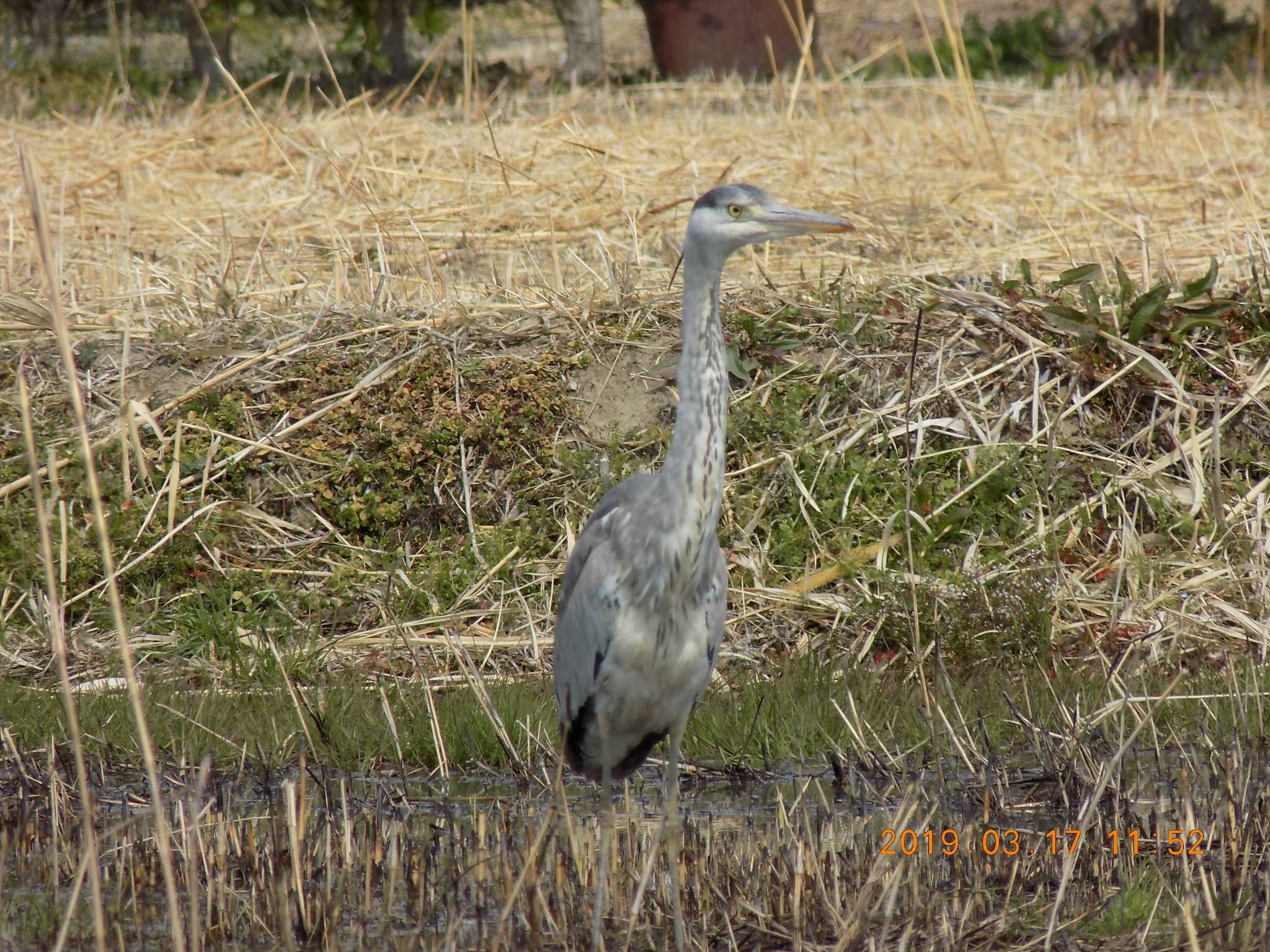 Photo of Grey Heron at 埼玉県鴻巣市吹上 by 近所で鳥見