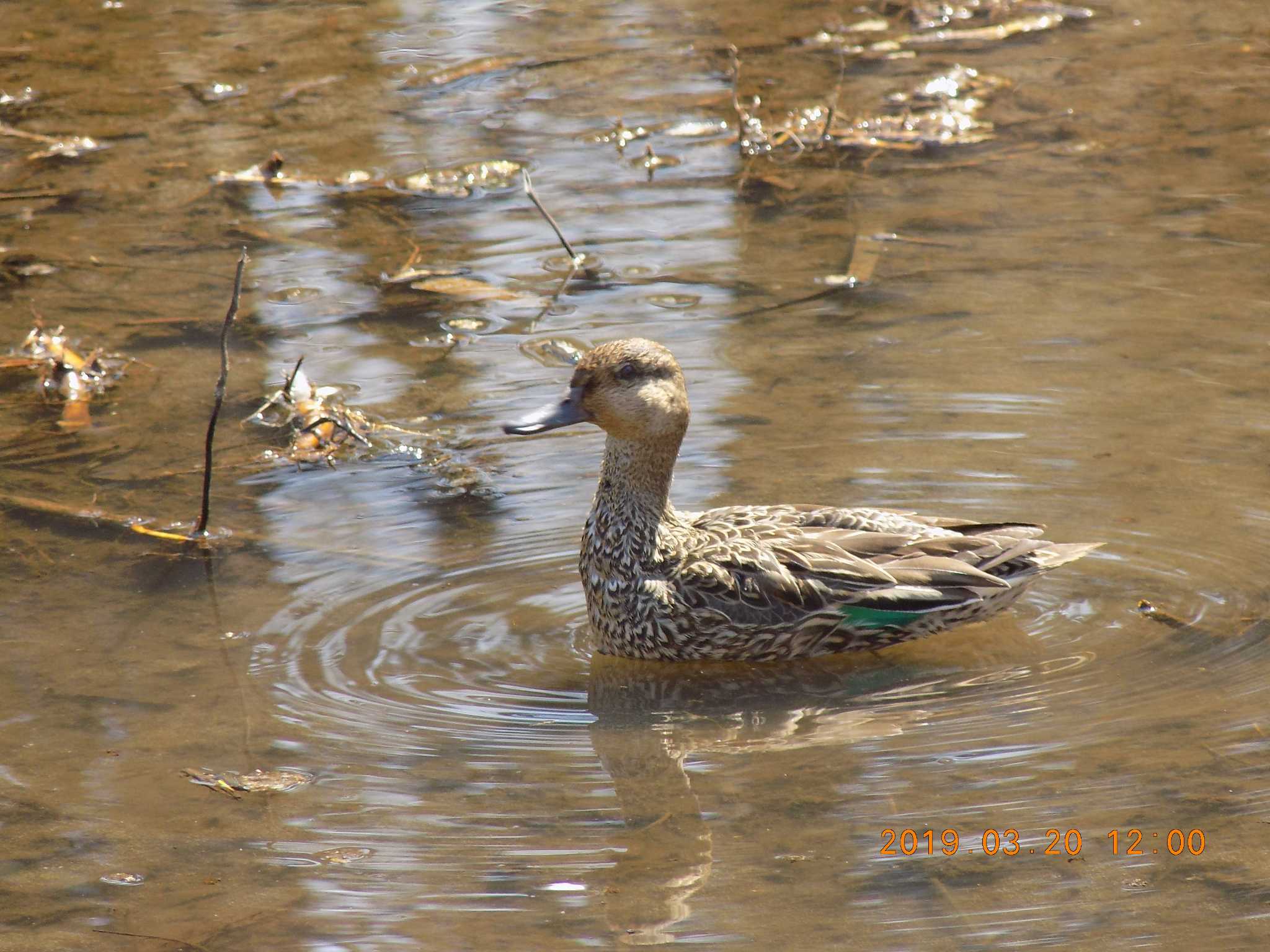 埼玉県　北本自然観察公園 コガモの写真 by 近所で鳥見