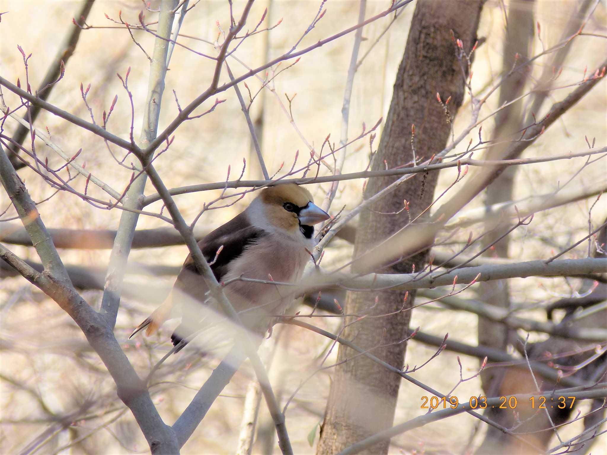 Photo of Hawfinch at 埼玉県　北本自然観察公園 by 近所で鳥見