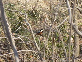 Varied Tit 埼玉県　北本自然観察公園 Wed, 3/20/2019