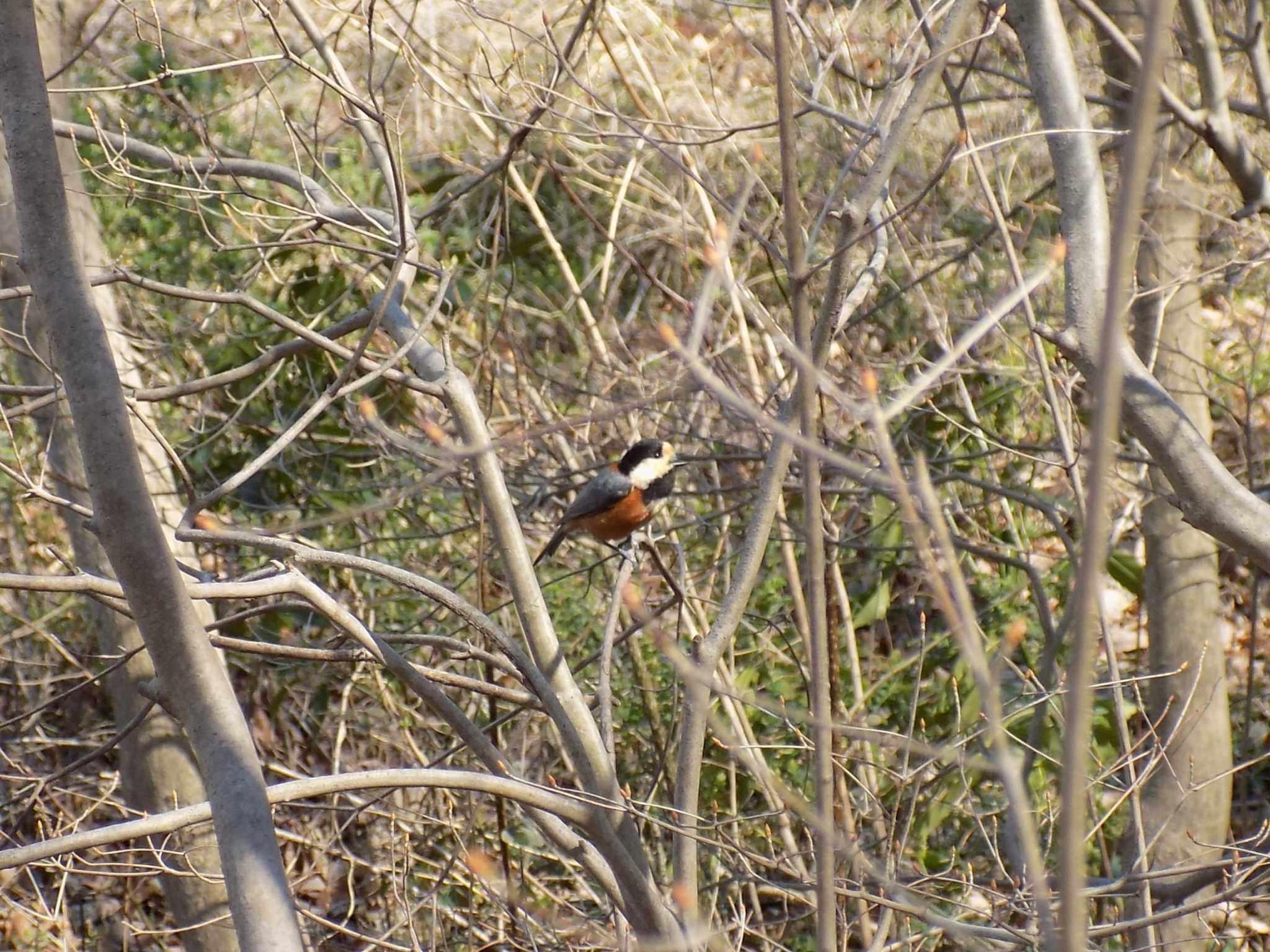 Photo of Varied Tit at 埼玉県　北本自然観察公園 by 近所で鳥見