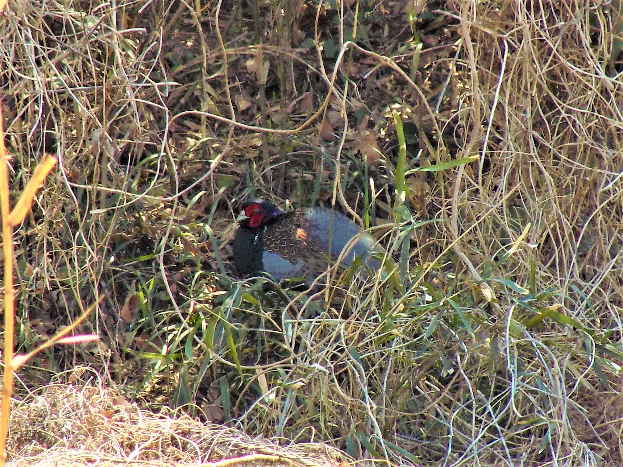 埼玉県　北本自然観察公園 キジの写真 by 近所で鳥見