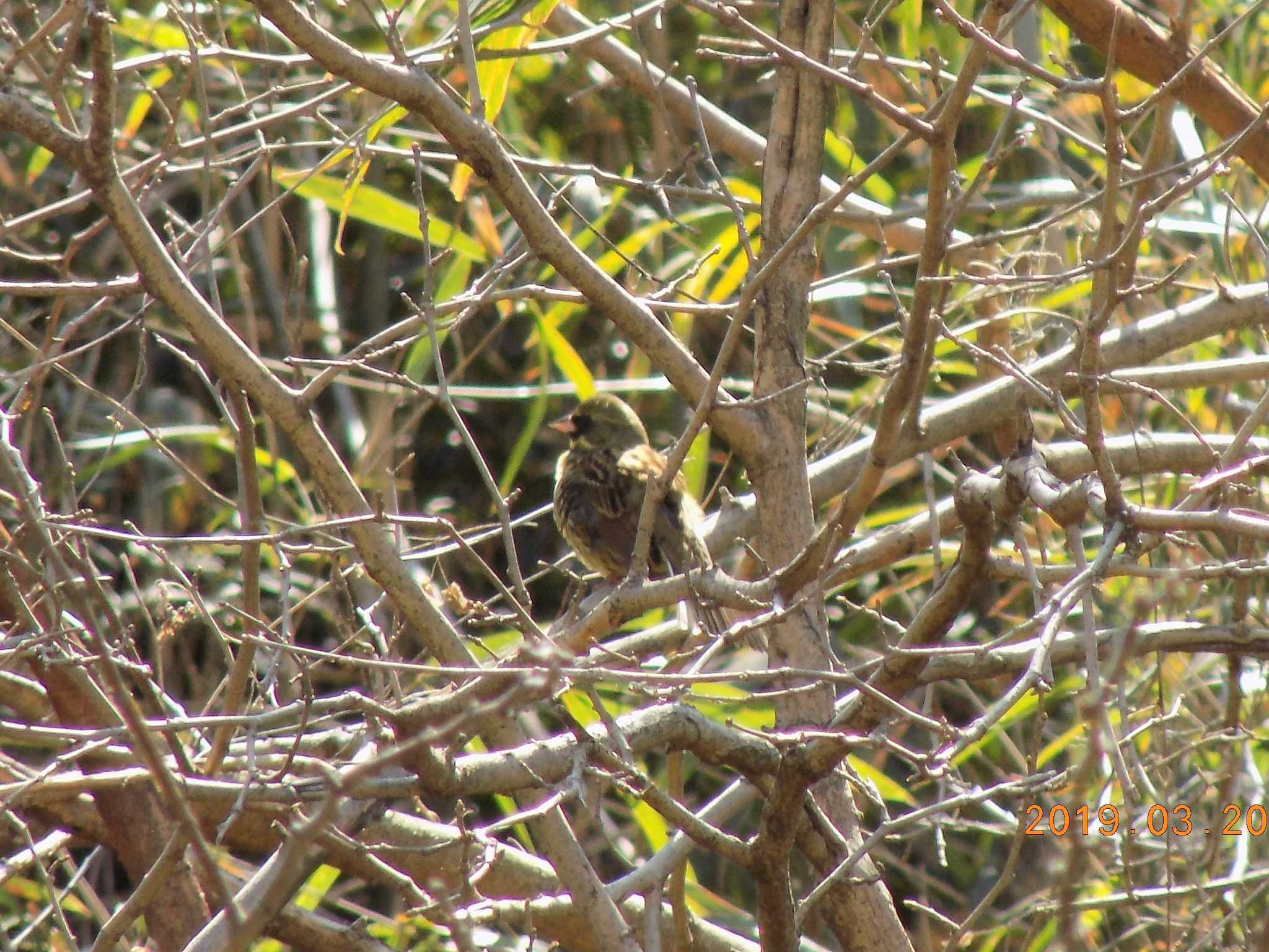 Photo of Masked Bunting at 埼玉県　北本自然観察公園 by 近所で鳥見