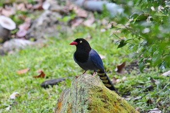 Taiwan Blue Magpie 陽明山前山公園 Sun, 1/20/2019