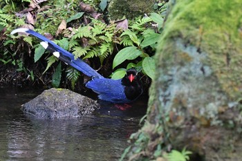 Taiwan Blue Magpie 陽明山前山公園 Sun, 1/20/2019