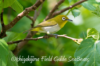 リュウキュウメジロ 石垣島 2019年3月20日(水)