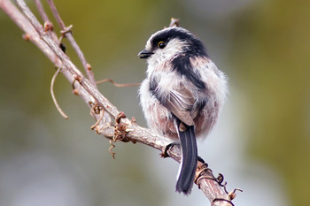 Long-tailed Tit 東京都多摩地域 Tue, 3/19/2019