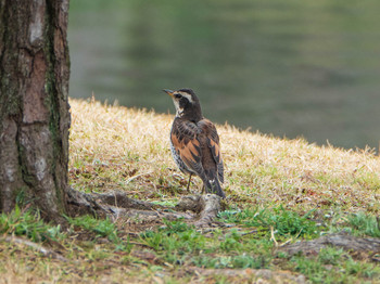 ツグミ 六義園 2019年3月10日(日)