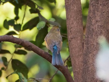 ルリビタキ 六義園 2019年3月10日(日)