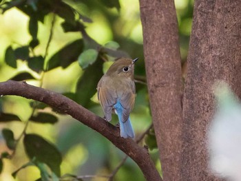 ルリビタキ 六義園 2019年3月10日(日)