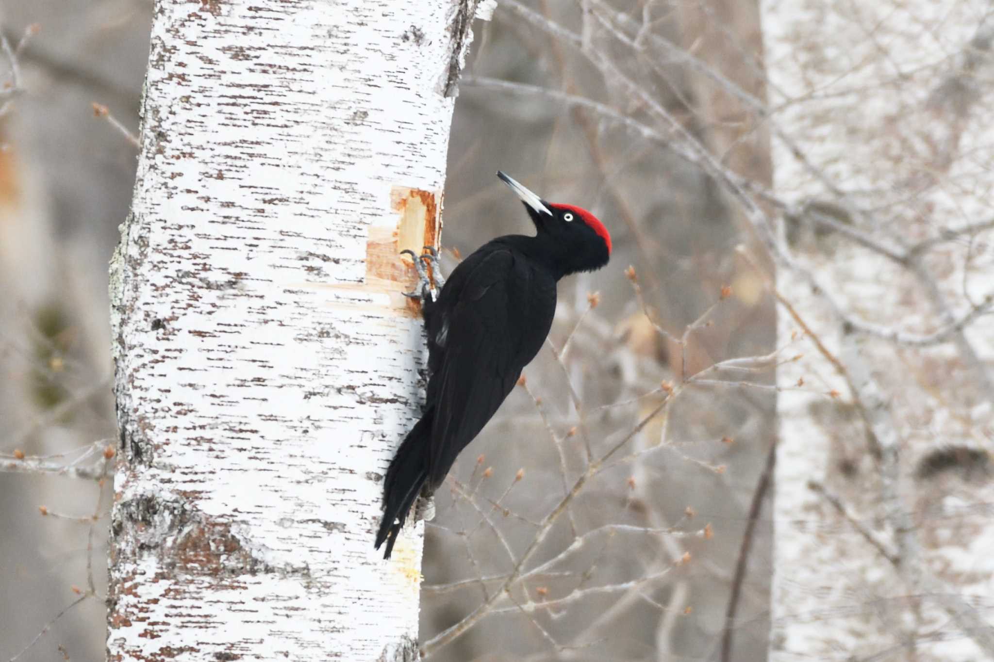 Photo of Black Woodpecker at 札幌市 by mike2475