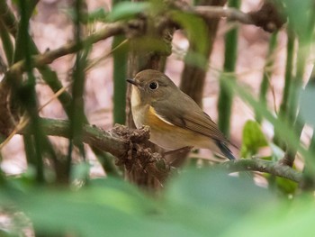 ルリビタキ 六義園 2019年3月10日(日)