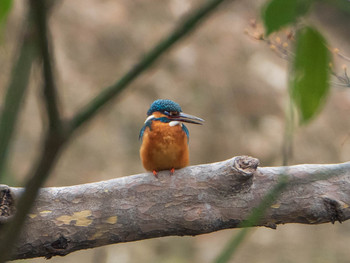 2019年3月10日(日) 六義園の野鳥観察記録