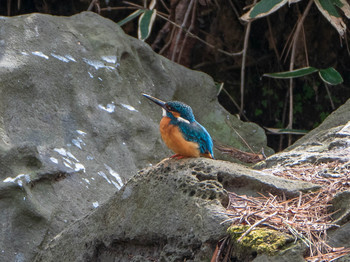 カワセミ 六義園 2019年3月10日(日)