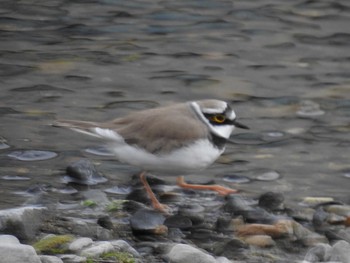 2019年3月21日(木) 高野川、京都の野鳥観察記録